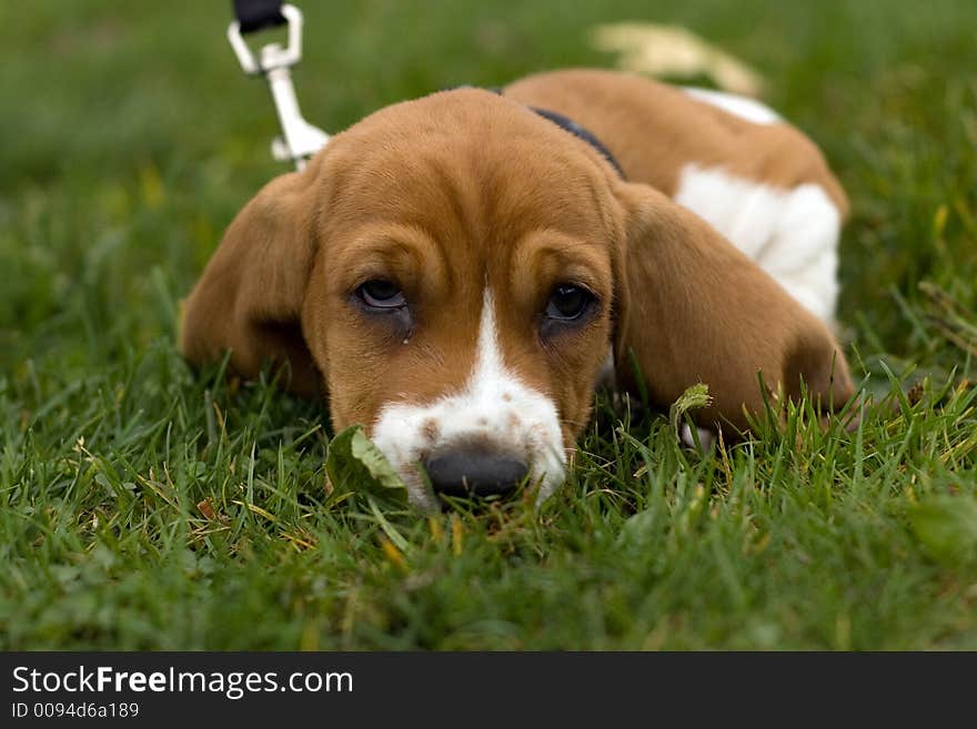 Basset Hound Laying in the grass