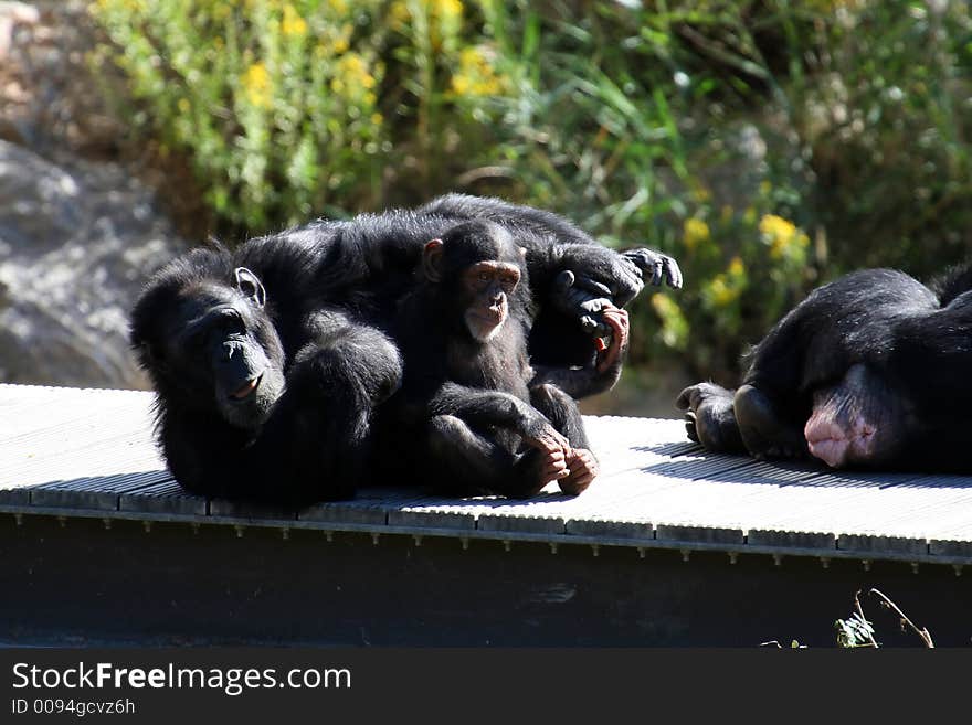 Two funny chimpanzee kid and father