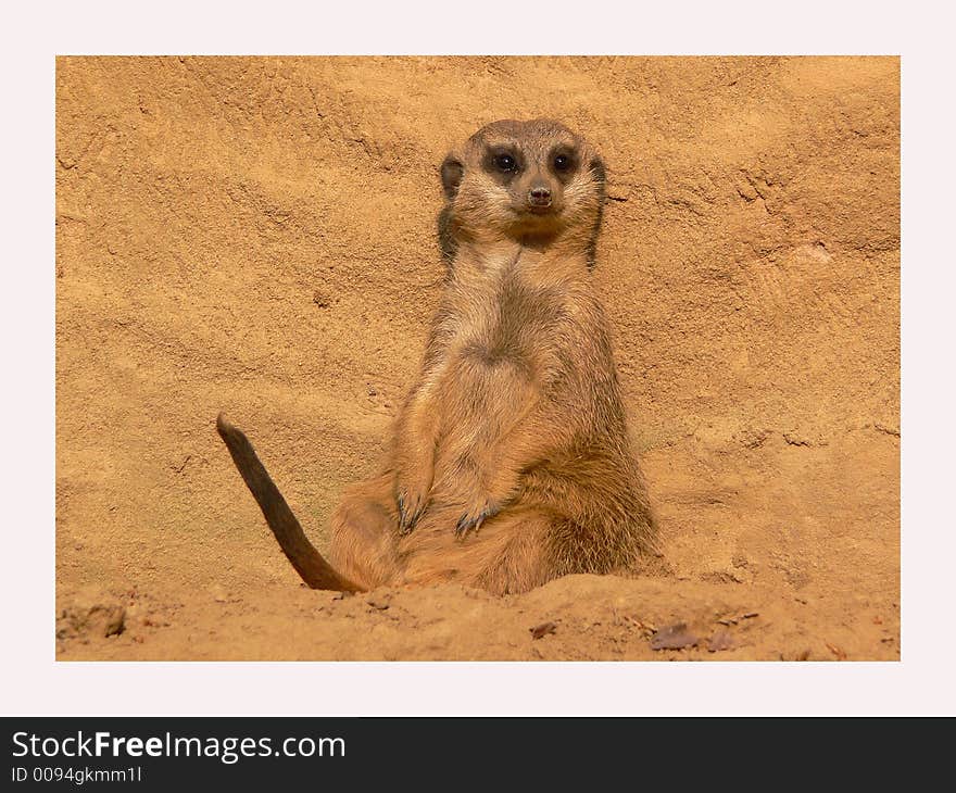 Meerkat taking a sunbath