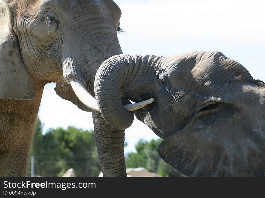 Two embracing elephants, male and female