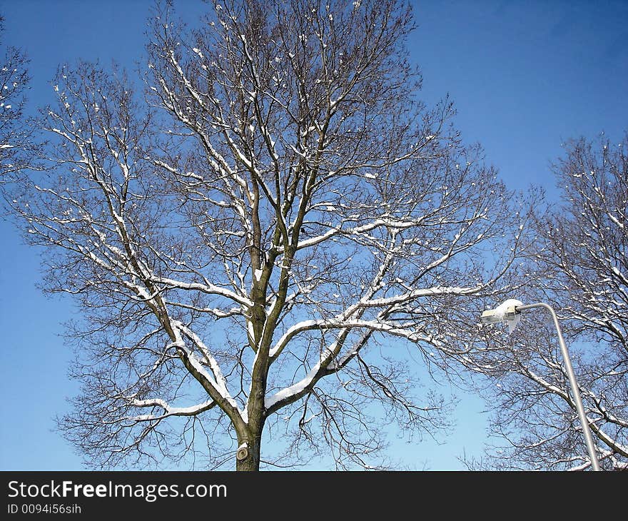 Snow on tree