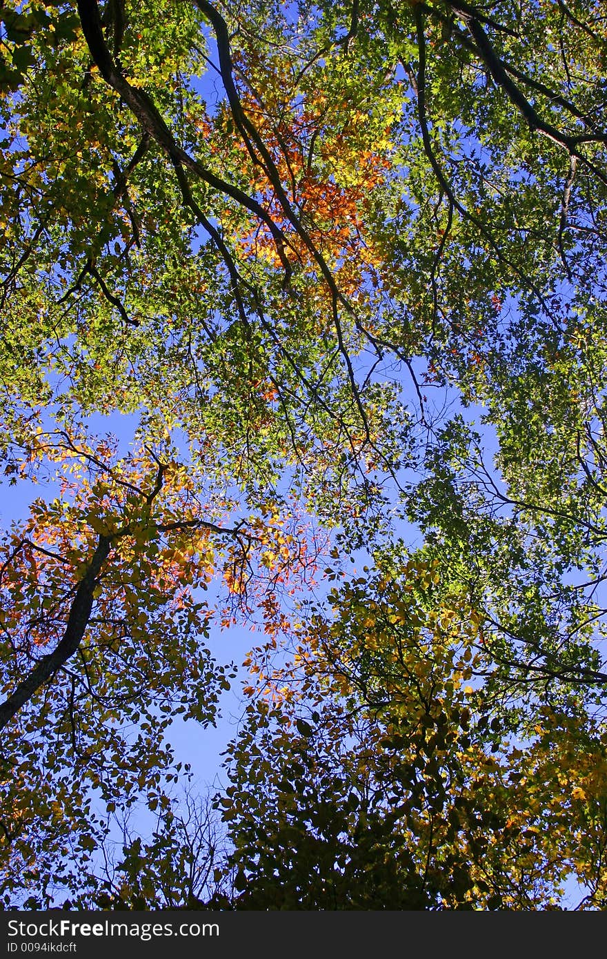 Fall leaves just starting to turn. Fall leaves just starting to turn