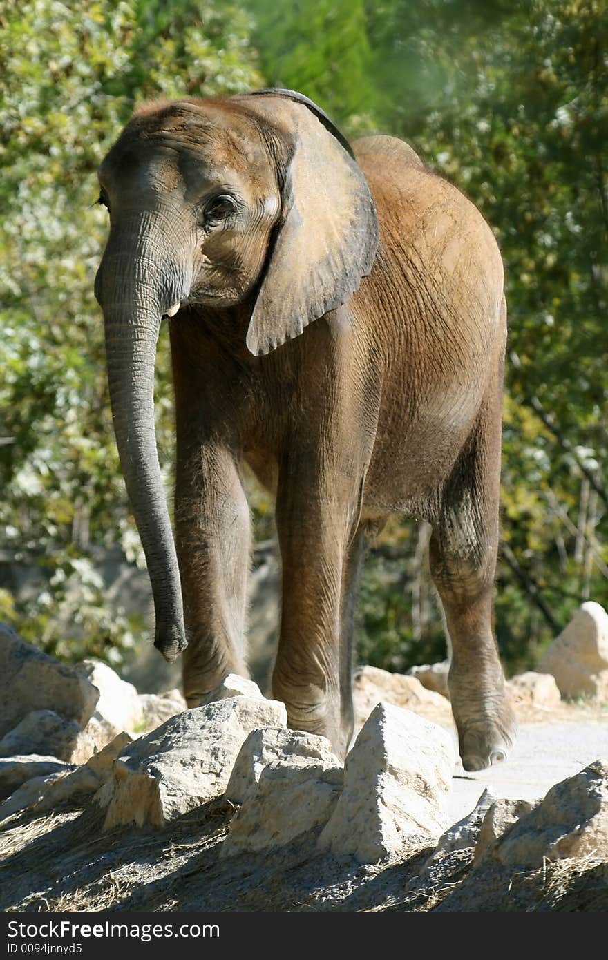 Baby elephant on the rocks