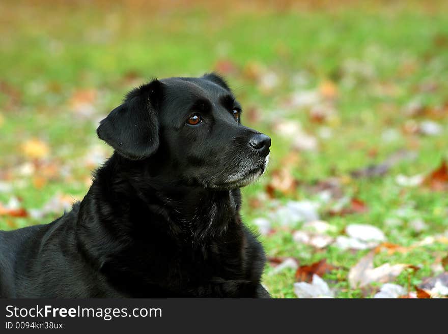 Close up of black labrador dog outdoors on autumn day. Close up of black labrador dog outdoors on autumn day.