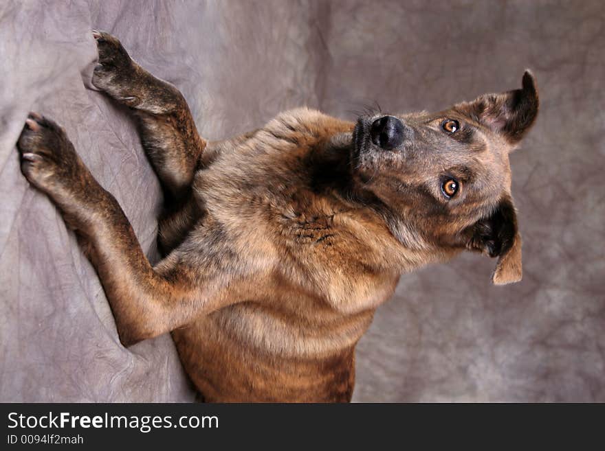 Portrait Of Brown Dog Laying Down