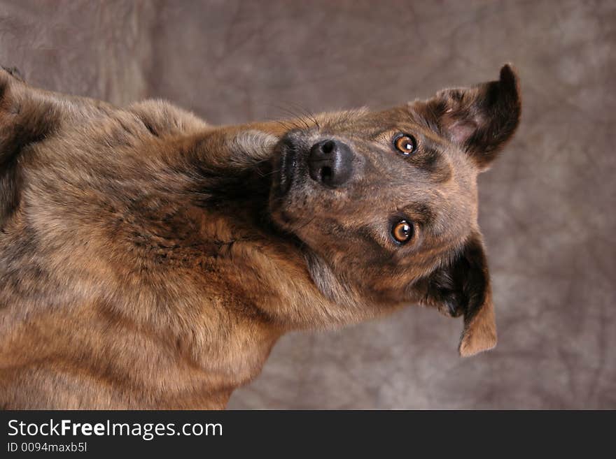 Portrait of Brown Dog