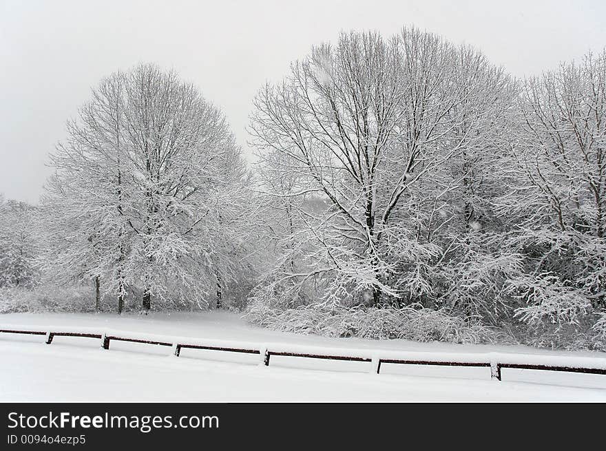 Snow covered trees at the park. Snow covered trees at the park.