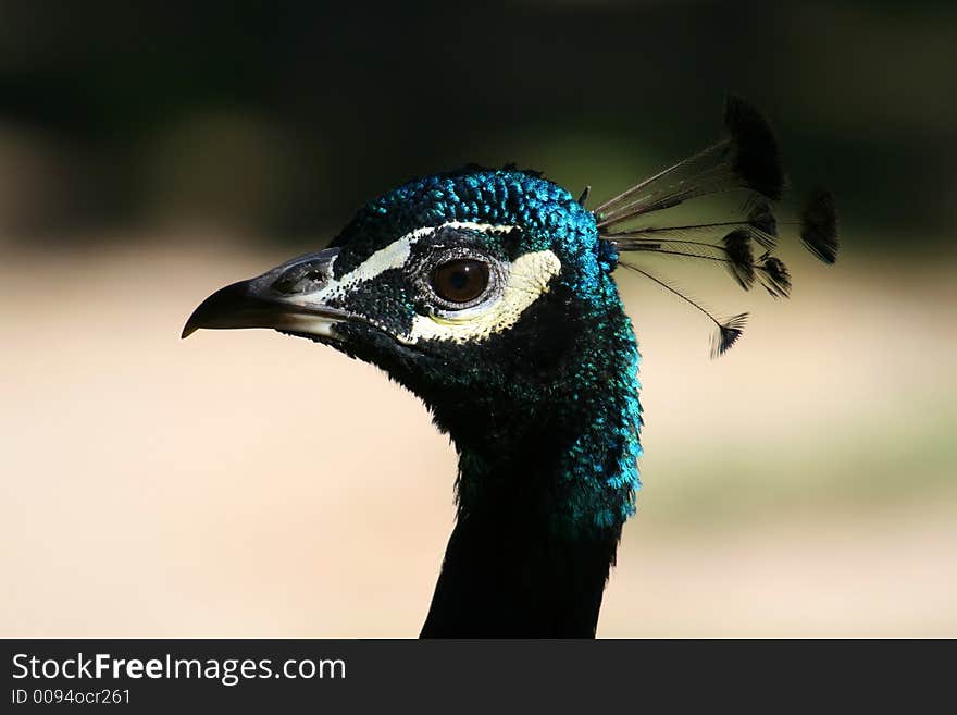 Peacock