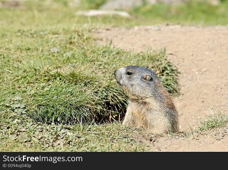 I encountered a marmot near its hole. I encountered a marmot near its hole....