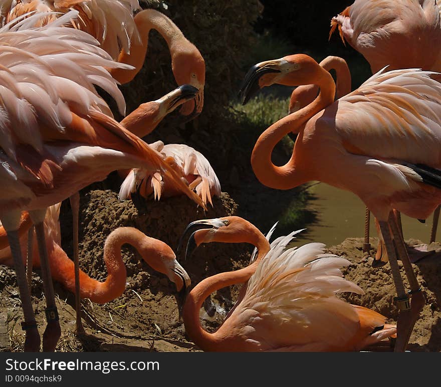 Bickering Flamingos