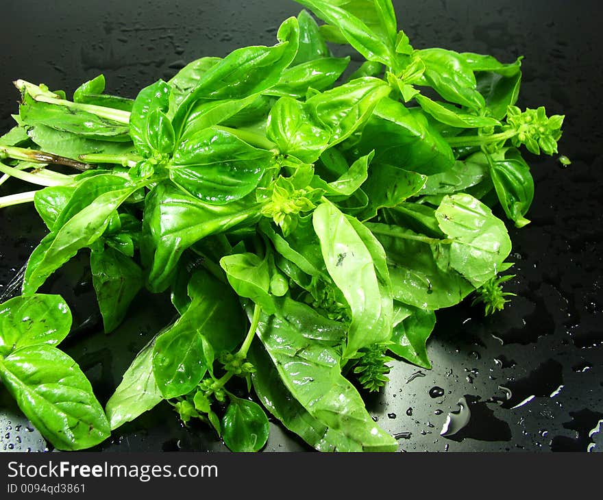 A bunch of fresh basil whit water drops