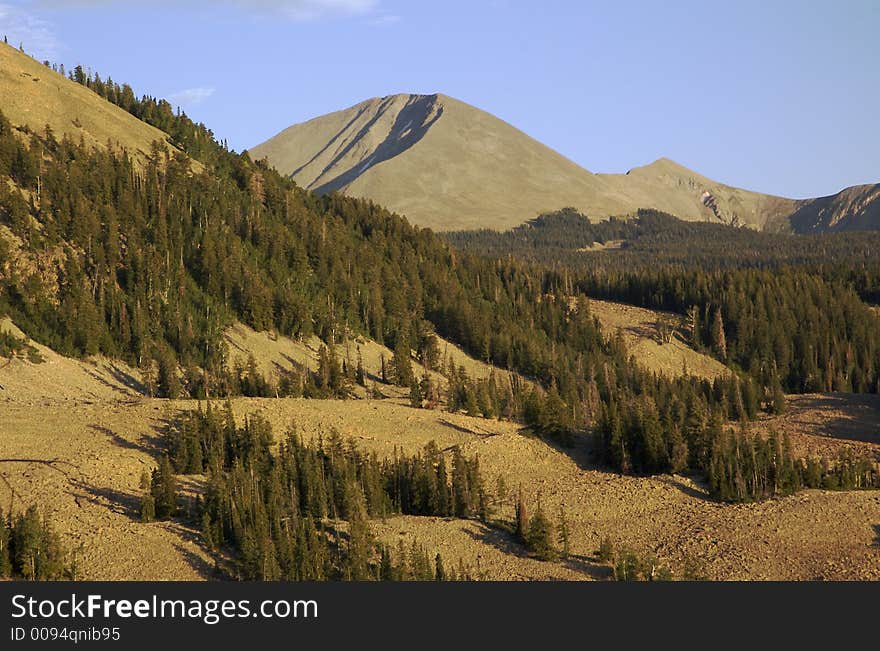 Aspen in the Scree