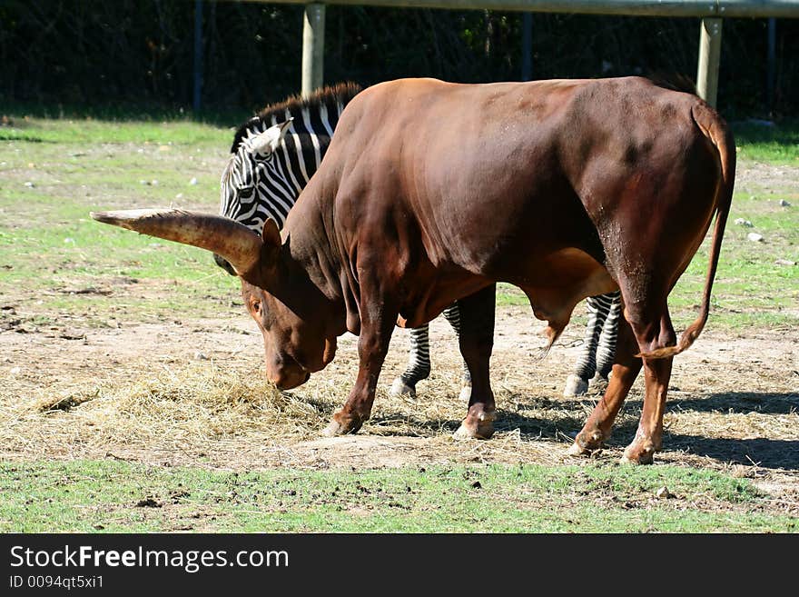 Watusi beef and zebra in background