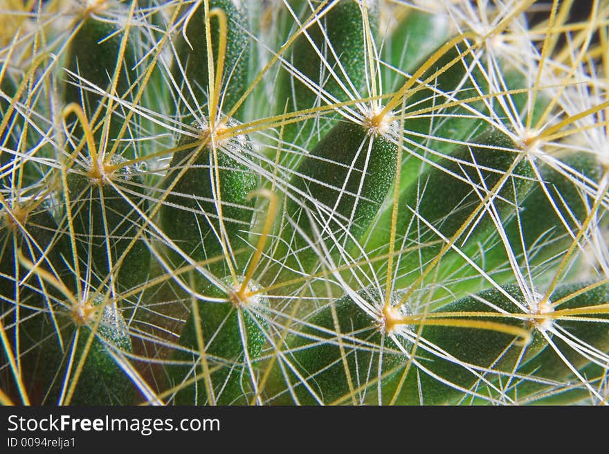 Surface of some kind of cactus took close - with all its thorns. Surface of some kind of cactus took close - with all its thorns