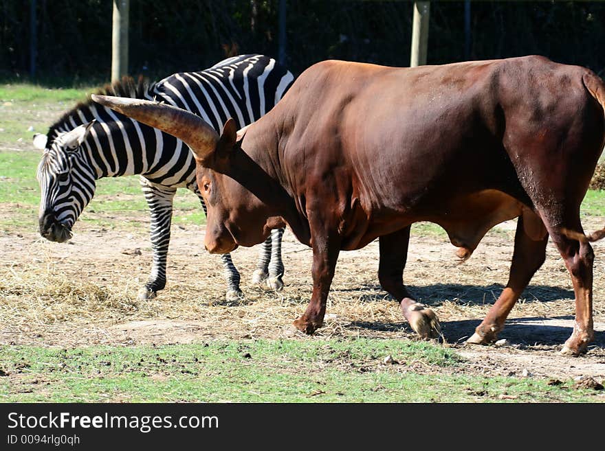 Watussi And Zebra