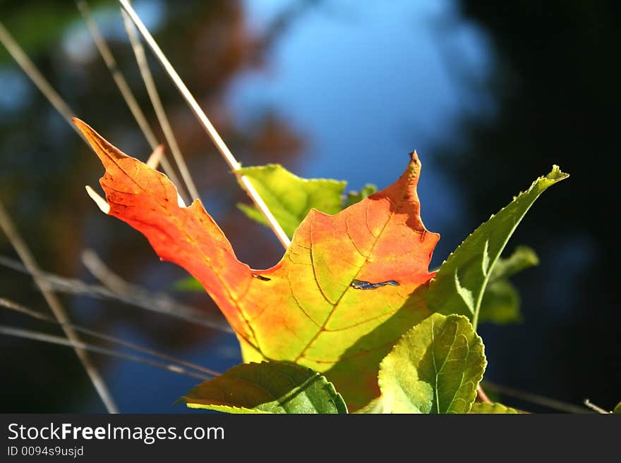 Single maple leaf on grass close up. Single maple leaf on grass close up