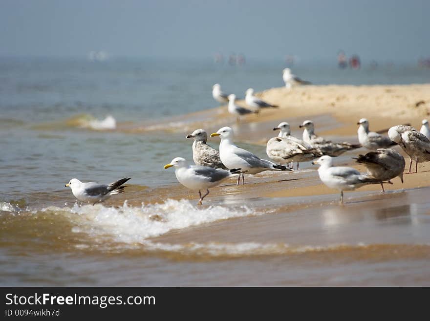 A large number of seagulls at the seashore