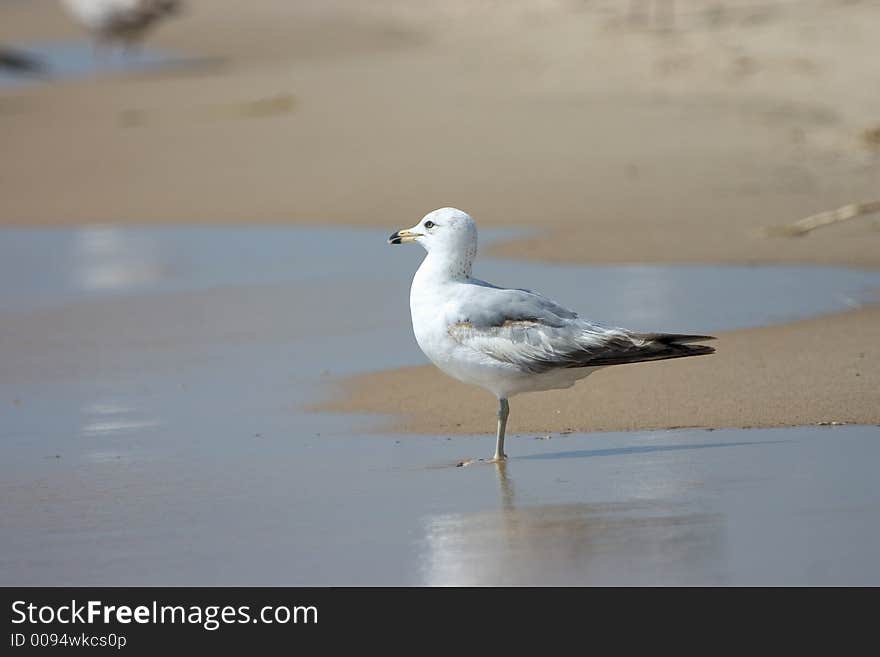 A lone seagull at the seashore. A lone seagull at the seashore