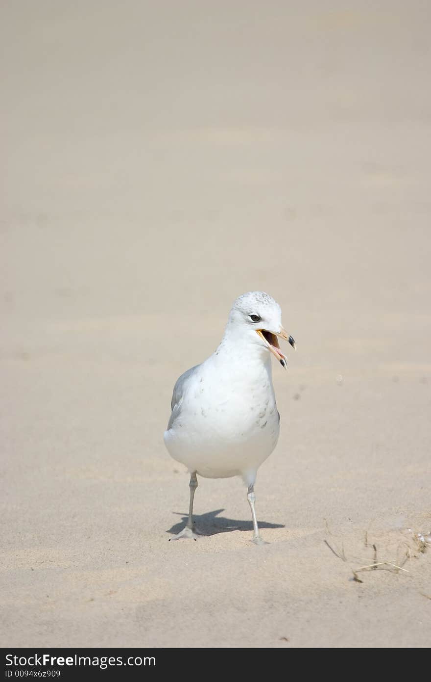 A lone seagull on white sand