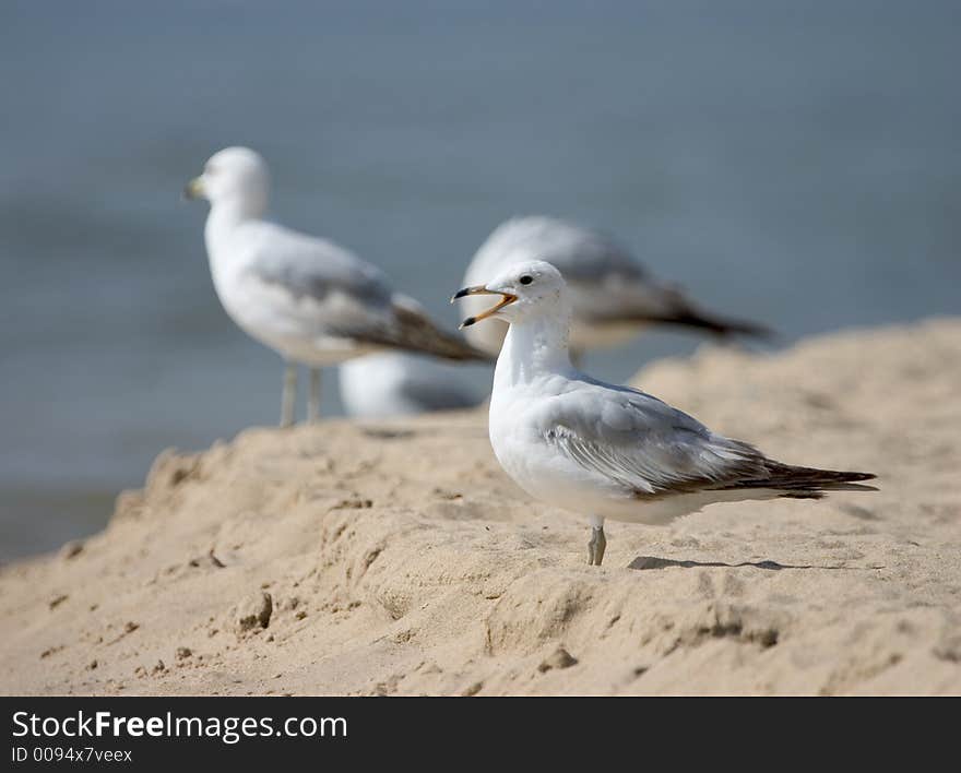 A squeaking seagull with others in the background