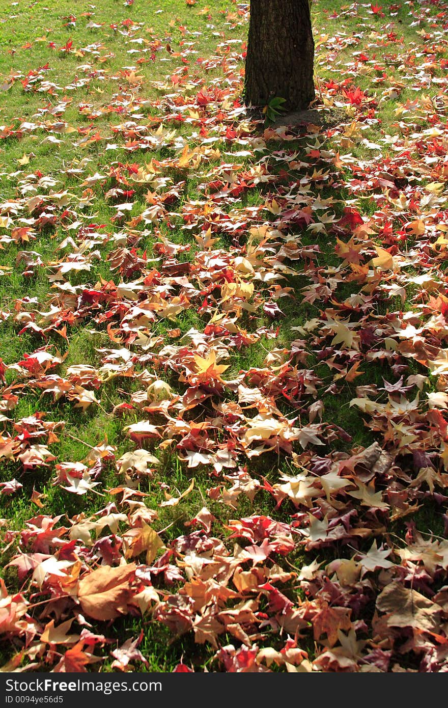 After a strong gale all these sheets where on the ground like a coloured carpet. After a strong gale all these sheets where on the ground like a coloured carpet