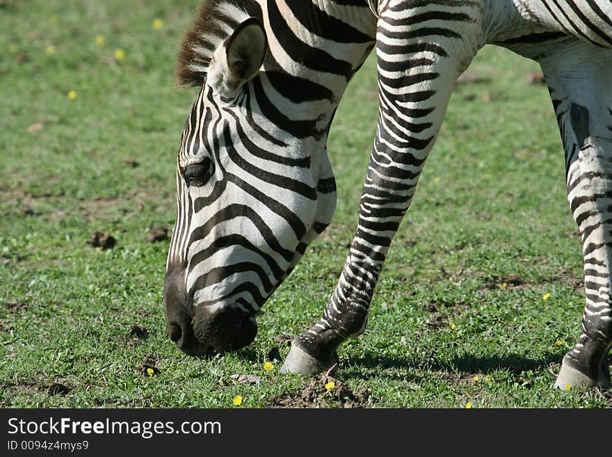 Zebra eating grass