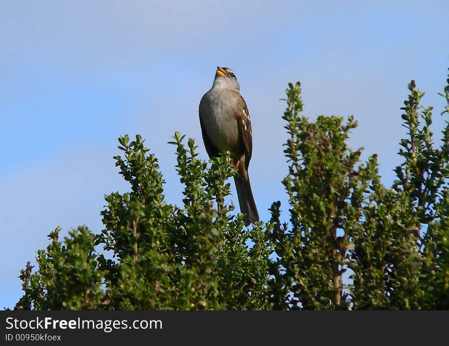 White Crowned Sparrow