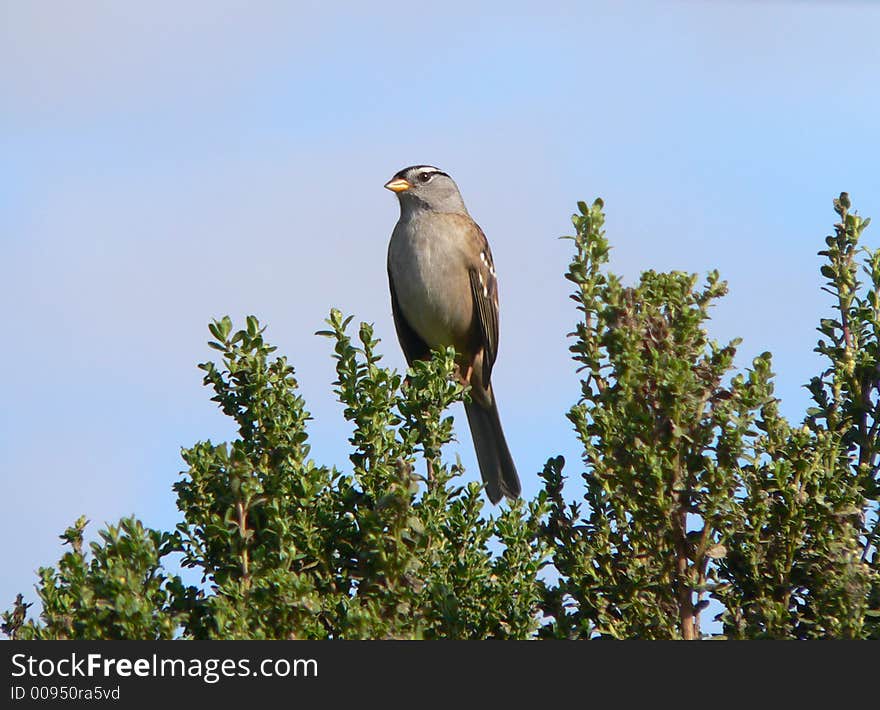 White Crowned Sparrow