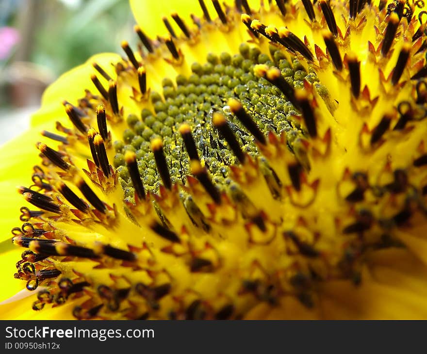 Sunflower