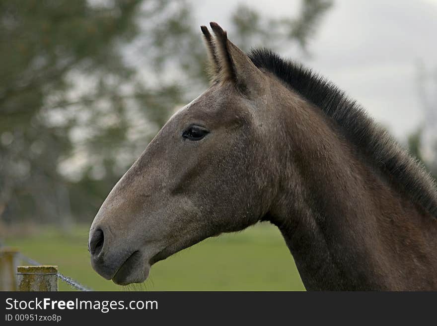 High resolution image of horse face, of typical portuguese bread lusitano. High resolution image of horse face, of typical portuguese bread lusitano