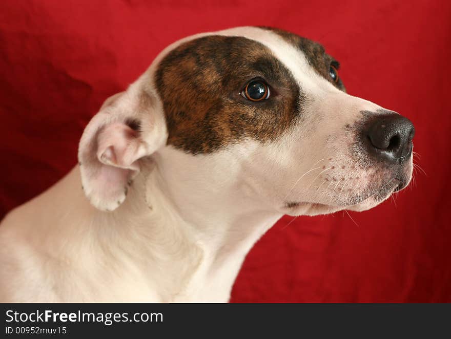 Pitbull sitting to get his portrait taken. Pitbull sitting to get his portrait taken