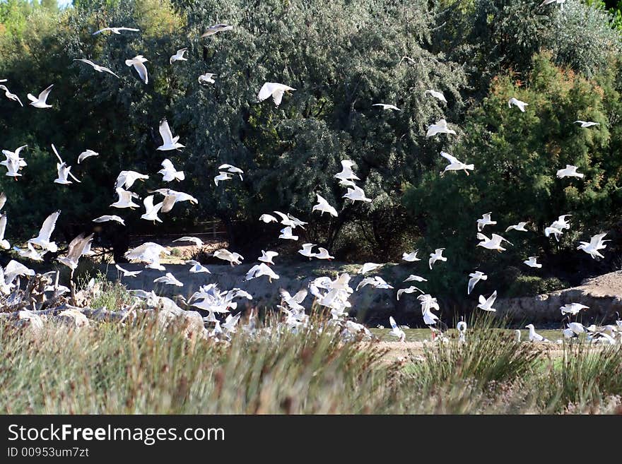 Flock of seagull at takeoff