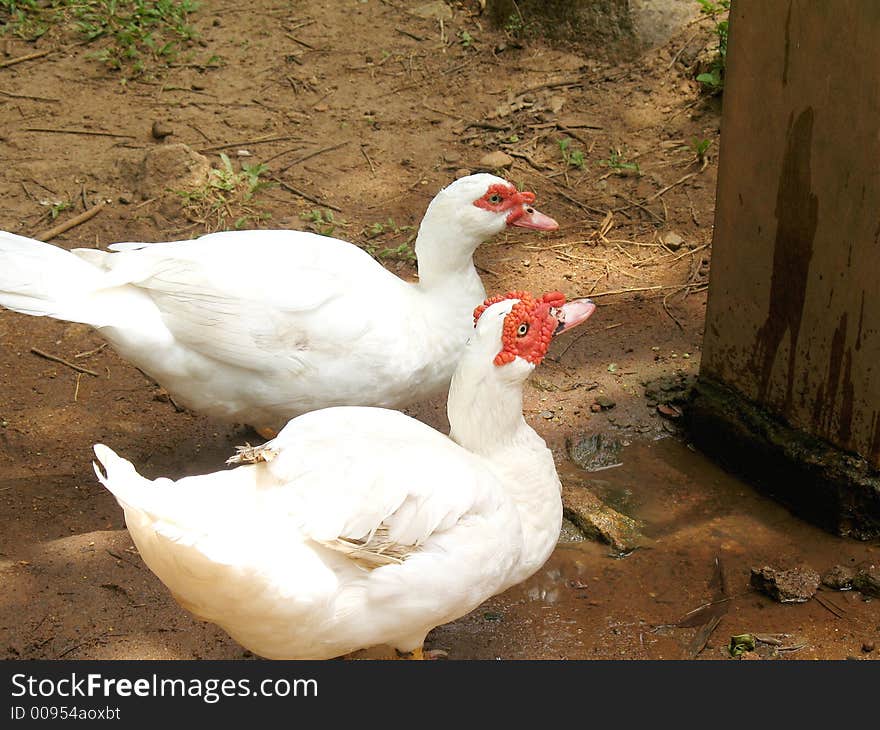 Ducks Waiting For Drinking Water.