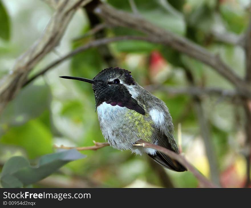 Costas hummingbird perched on a thorny branch in Arizona.