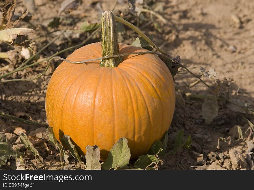 Pumkin in field