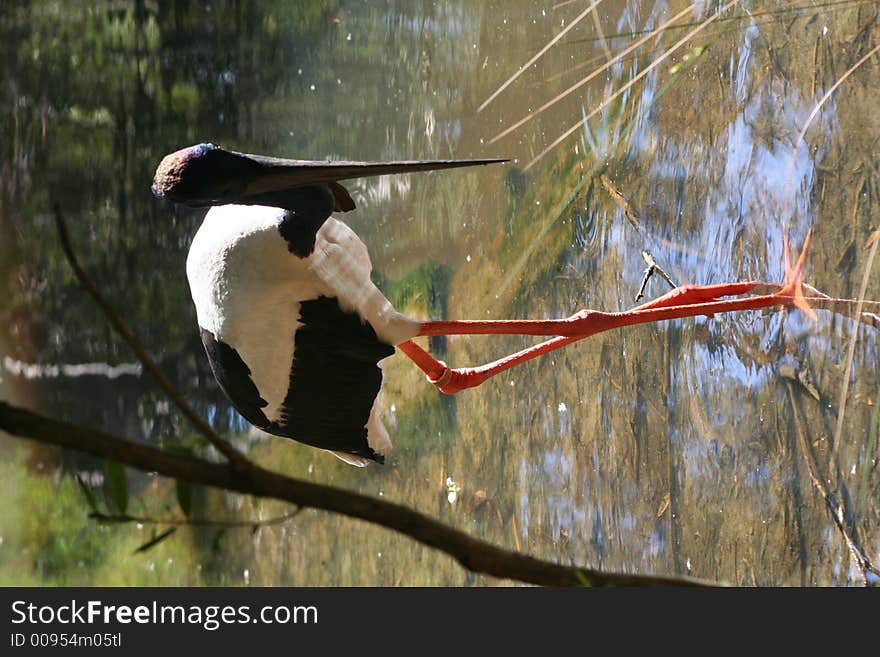 Stork Standing