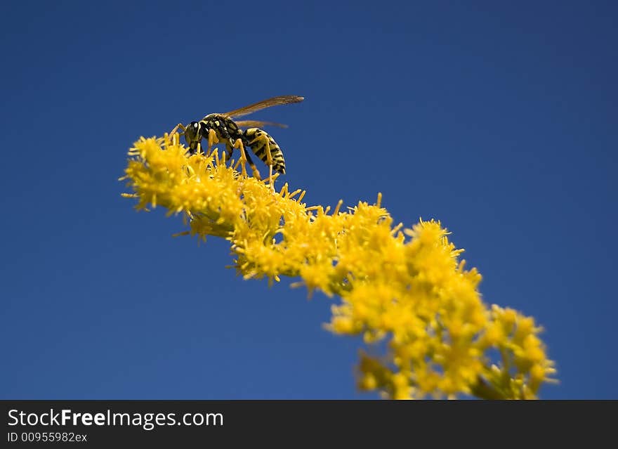 Wasp on a yellow flower with solid blue sky background