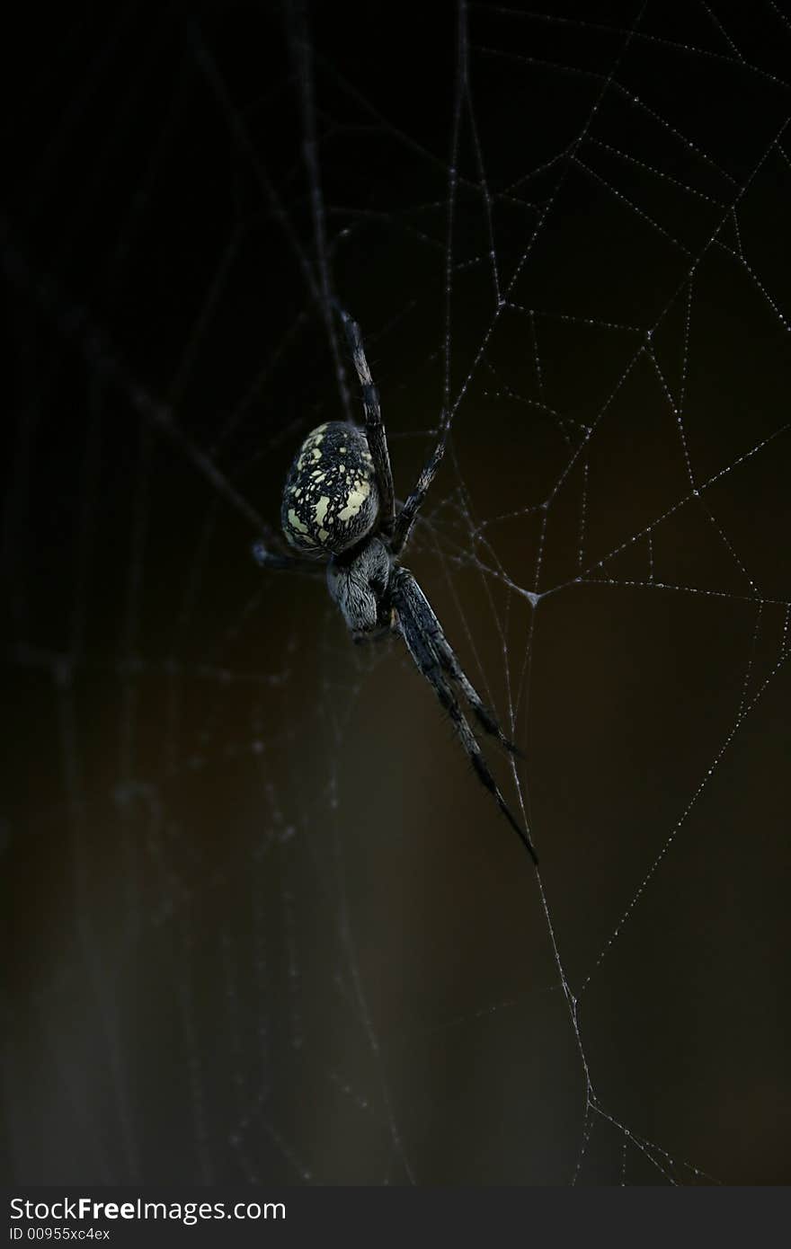 Spider and web images showing web detail and spider behavior.