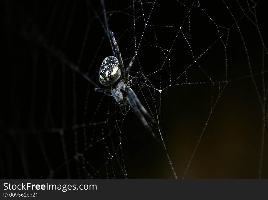 Spider and web images showing web detail and spider behavior.