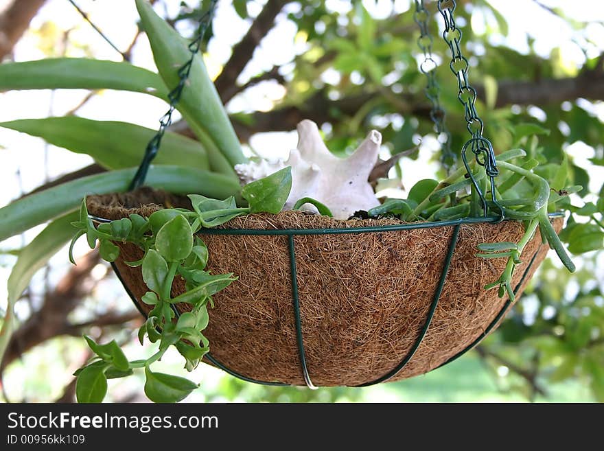 Fall Blooming Plants