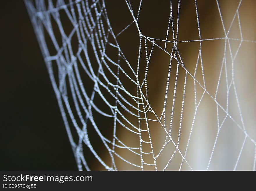 Spider and web images showing web detail and spider behavior.