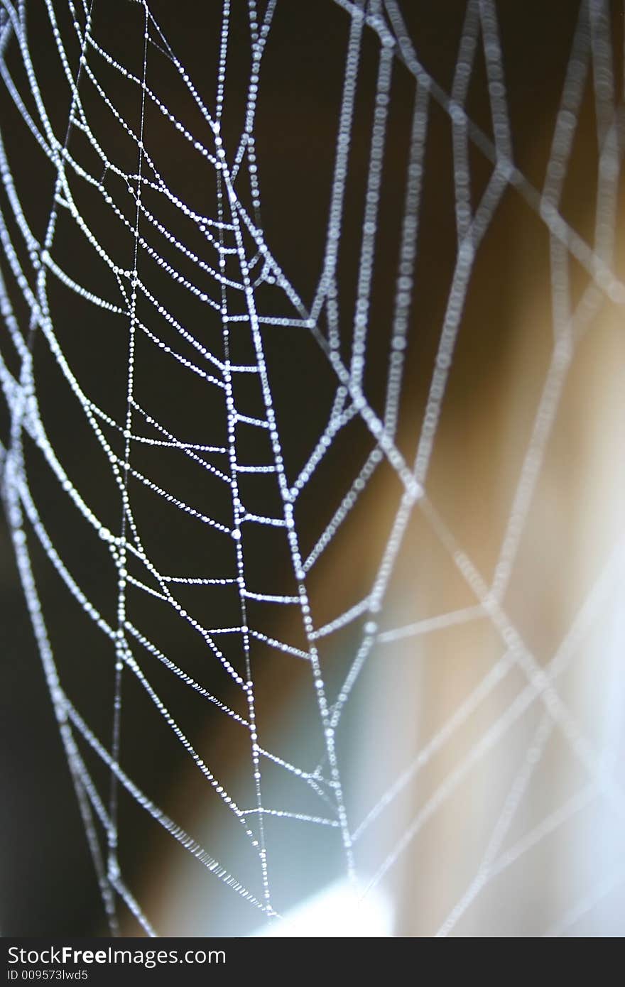 Spider and web images showing web detail and spider behavior.