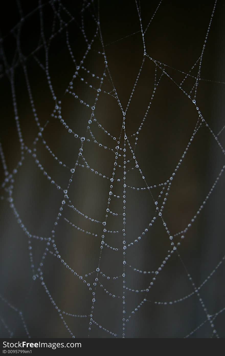 Spider and web images showing web detail and spider behavior.