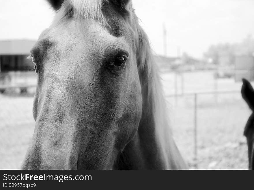 Horse image with details showing naturalness and motion.