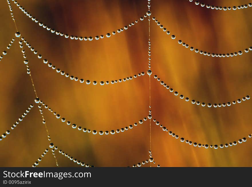 Spiderweb covered in dew, macro. Spiderweb covered in dew, macro