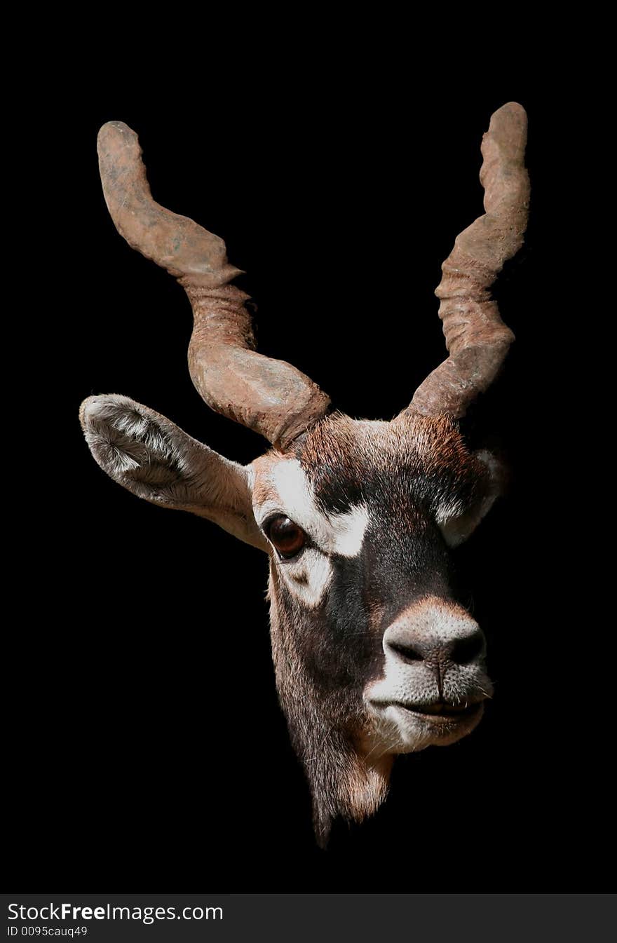 A portrait of a Nile Antelope in dark luminosity. A portrait of a Nile Antelope in dark luminosity