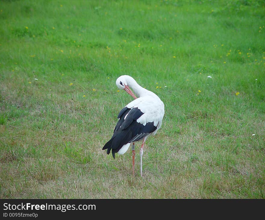 Stork