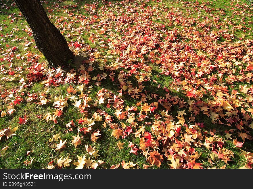 Autumn. After a strong gale all these sheets where on the ground like a coloured carpet. Autumn. After a strong gale all these sheets where on the ground like a coloured carpet.