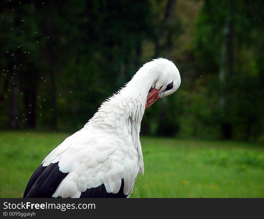 Stork