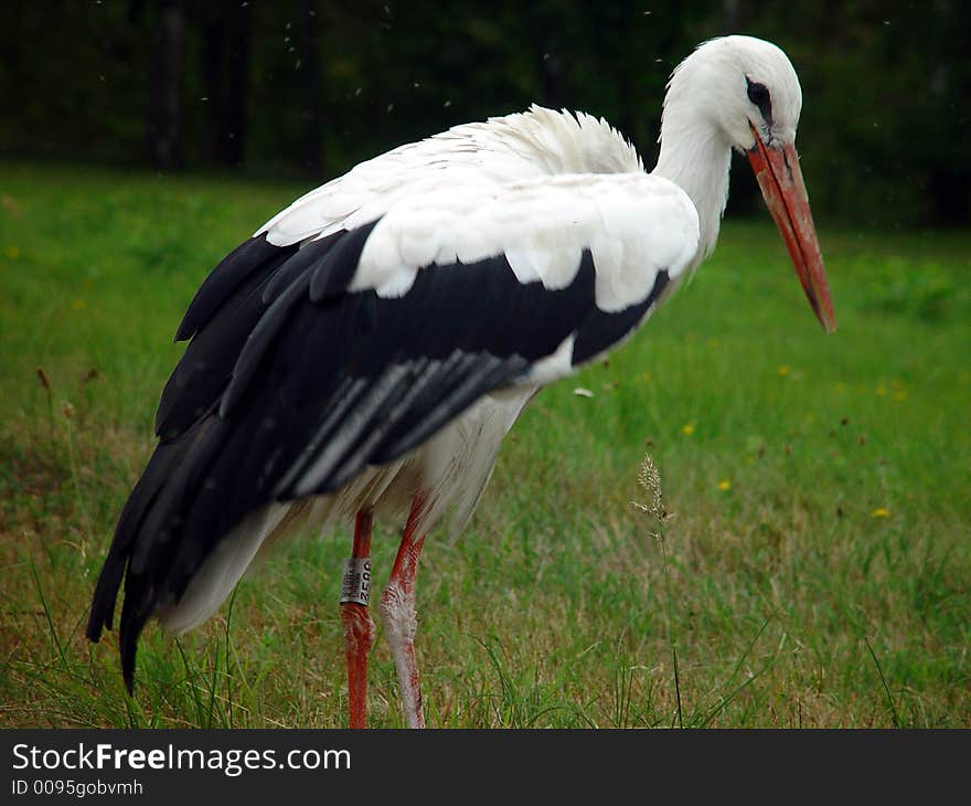 Stork